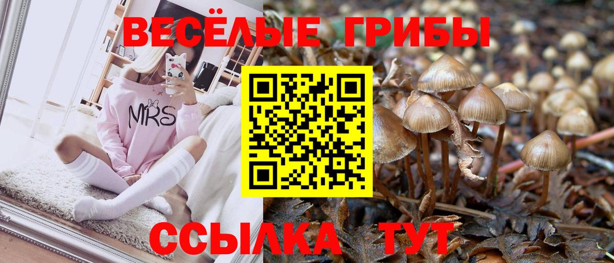 Псилоцибиновые грибы Psilocybe Среднеуральск